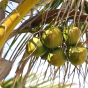 Coconut Leaves Image
